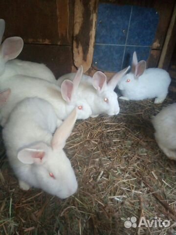 Продам кроликов купить на Зозу.ру - фотография № 6