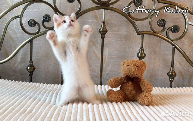 Очаровательный котенок из питомника Kalani купить на Зозу.ру - фотография № 6