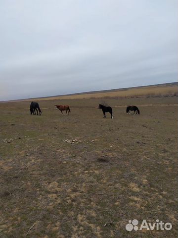 Лошади купить на Зозу.ру - фотография № 6