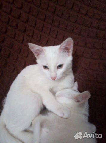 Котята красивые белые краткошерстные купить на Зозу.ру - фотография № 2