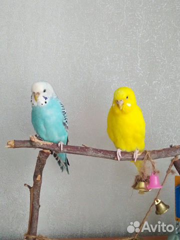 Волнистые попугайчики купить на Зозу.ру - фотография № 1