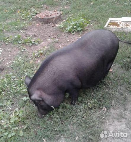 Вьетнамская вислобрюхая свинья купить на Зозу.ру - фотография № 1