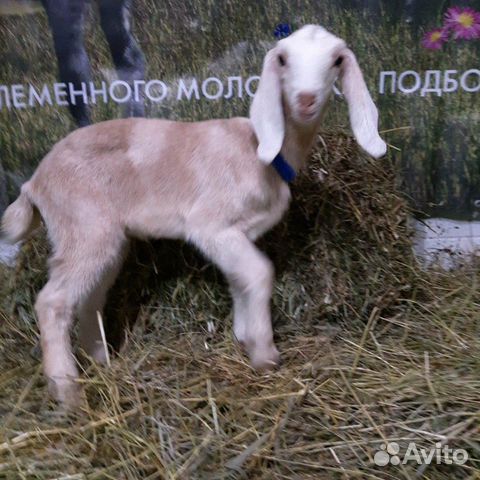 Англо-нубийские козлята купить на Зозу.ру - фотография № 5