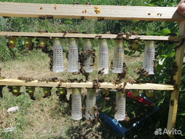 Пчелопакеты, пчелосемьи, матки купить на Зозу.ру - фотография № 3