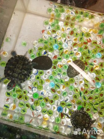 Черепаха красноухая, аквариум купить на Зозу.ру - фотография № 4
