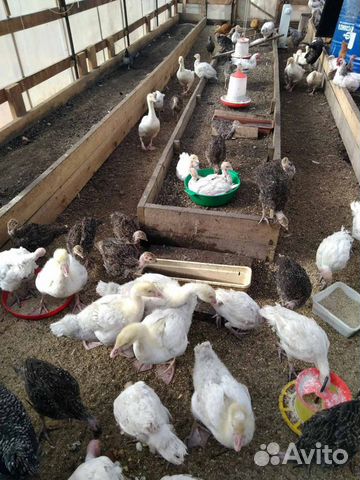 Куры, перепела, цыплята, инкубационное яйцо купить на Зозу.ру - фотография № 8