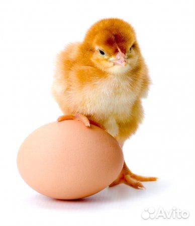 Яйцо кур Фавероль, Брама,цыплята купить на Зозу.ру - фотография № 6