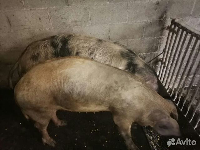 Свиньи и поросята купить на Зозу.ру - фотография № 3