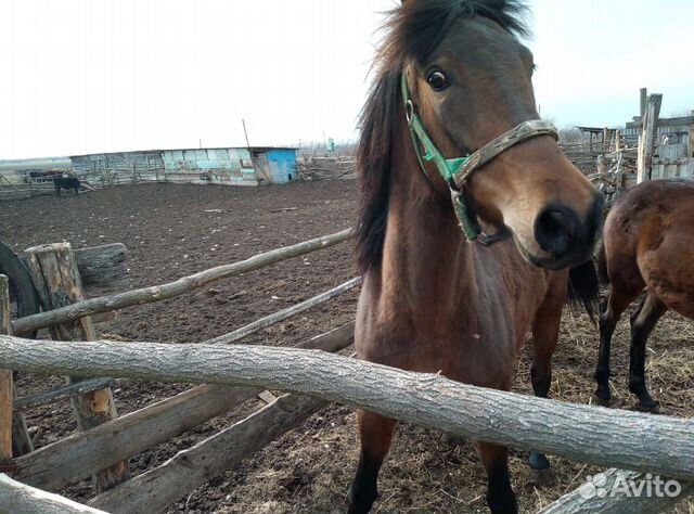 Лошадь и жеребёнок купить на Зозу.ру - фотография № 2