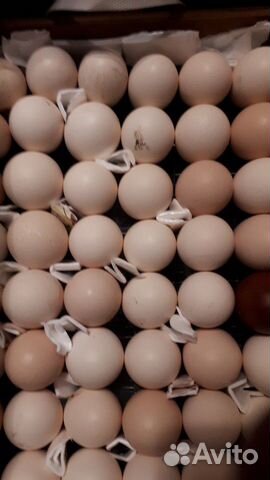 Инкубационное яйцо Бресс гальская купить на Зозу.ру - фотография № 2