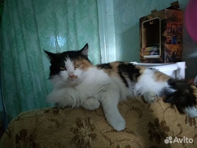 Кошечка-красавица купить на Зозу.ру - фотография № 4