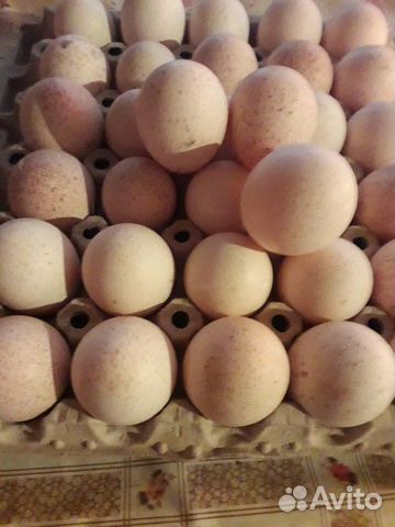 Инкубационное яйцо индейки бьют 8 купить на Зозу.ру - фотография № 2