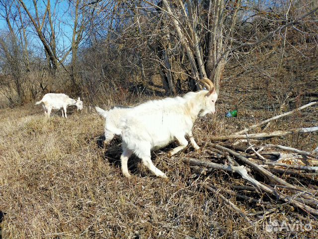 Козел и маленькие козлята купить на Зозу.ру - фотография № 1