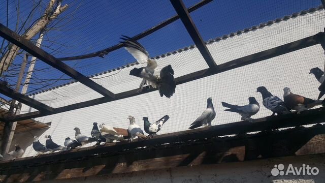 Бойные таджикские голуби купить на Зозу.ру - фотография № 2