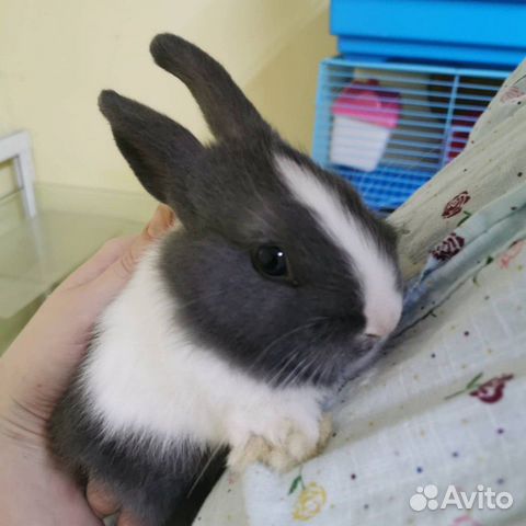 Кролик карликовый купить на Зозу.ру - фотография № 1