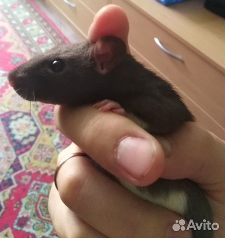 Крысы купить на Зозу.ру - фотография № 5