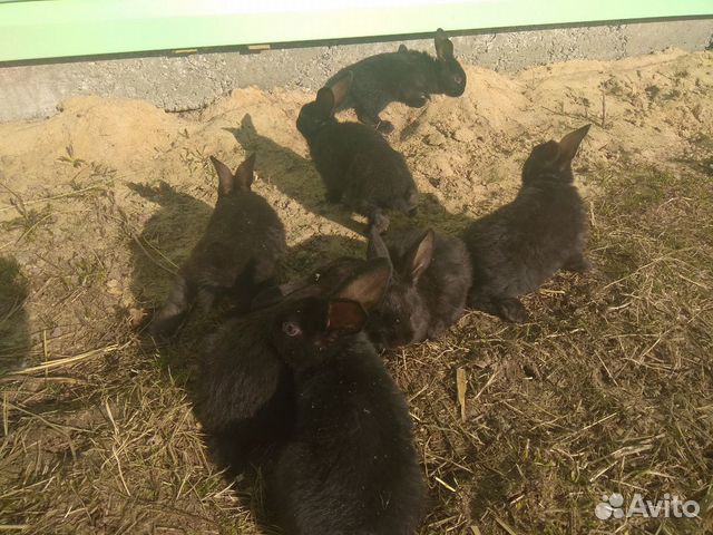 Кролики на откорм купить на Зозу.ру - фотография № 2