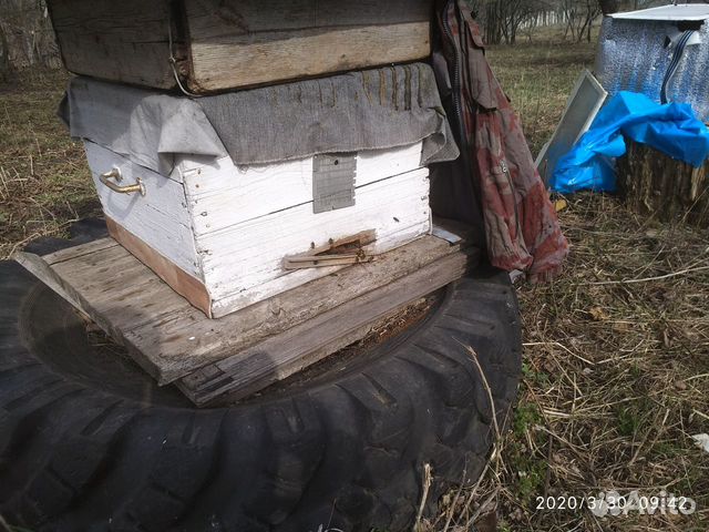 Пчелы в улье дадан купить на Зозу.ру - фотография № 2