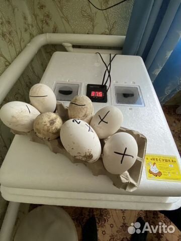 Инкубационные гусиные яйца купить на Зозу.ру - фотография № 2
