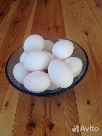 Инкубационное яйцо Леггорн купить на Зозу.ру - фотография № 2