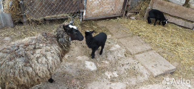 Романовская овца и два ягнёнка купить на Зозу.ру - фотография № 1