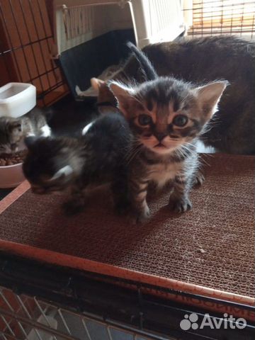 Котята 2 мес в добрые руки