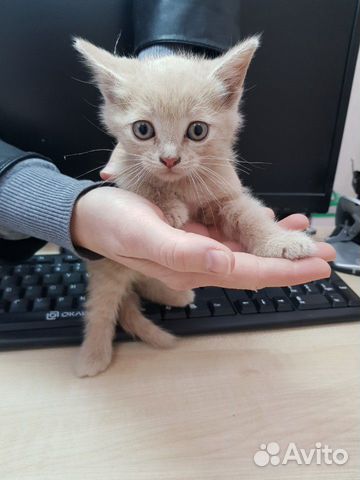 Котятам нужен дом Котятам нужен дом