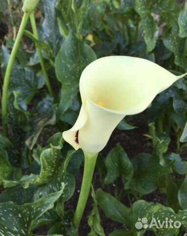 Каллы Каллы