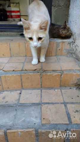 Кот и кошечка 2 месяца купить на Зозу.ру - фотография № 9