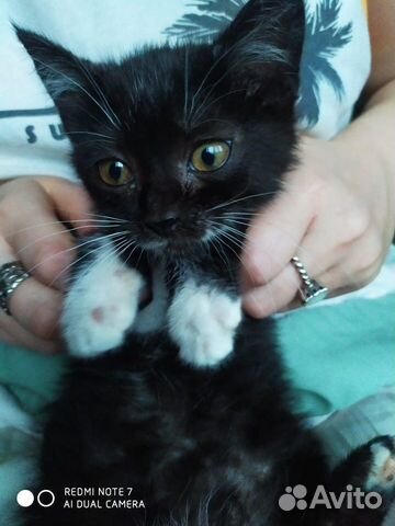 Котечка 2,5 месяца Котечка 2,5 месяца