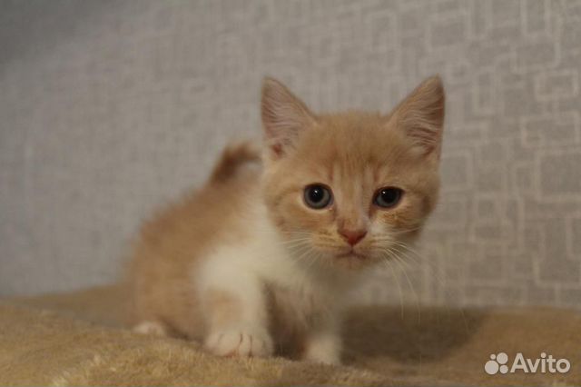 Котенок ищет дом Котенок ищет дом