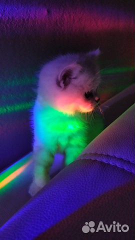 Котята Котята