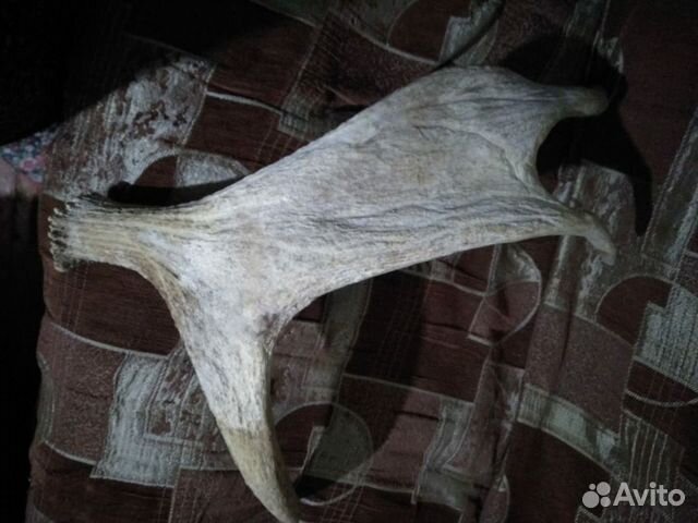 Рога, птицы, животные Рога, птицы, животные