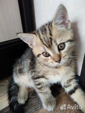 Шотландские котята