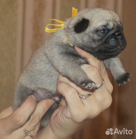 Мопсики щенки Мопсики щенки