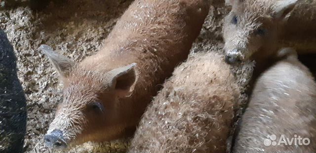 «Свинина домашняя парная, диетическая»