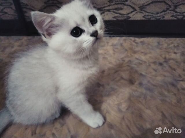 Британская