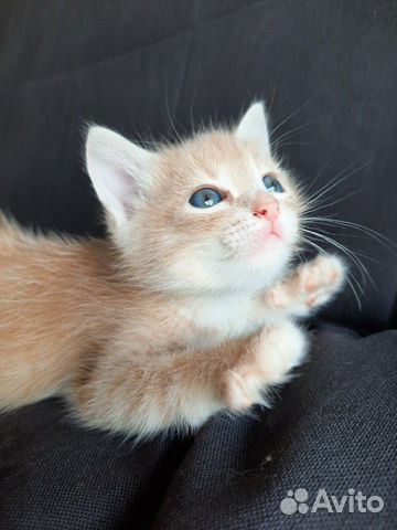Котята Котята