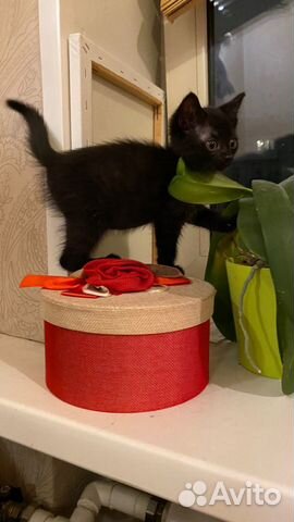 Котята: 3 черненьких кошечки, 1 серенький котик