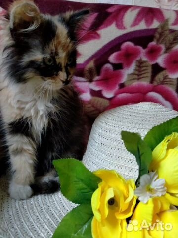 Котята в добрые руки Котята в добрые руки