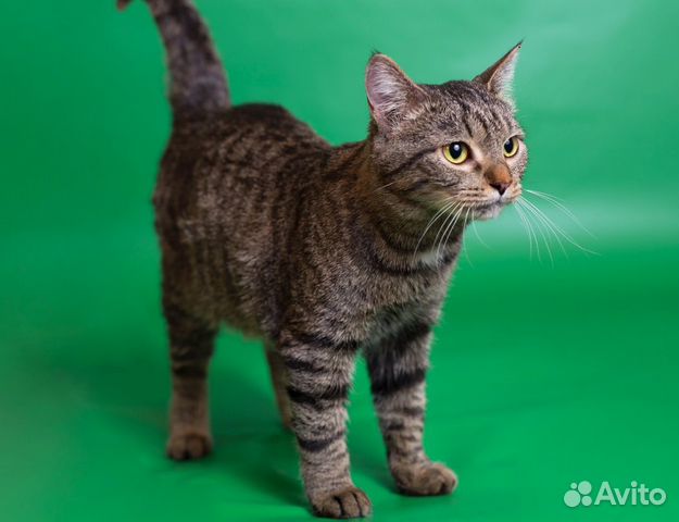 Кошечка Мусенька 1,5 года в добрые руки Кошечка Мусенька 1,5 года в добрые руки