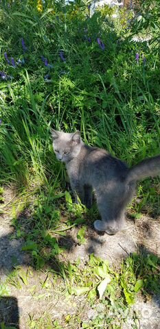 Котёнок в добрые руки Котёнок в добрые руки
