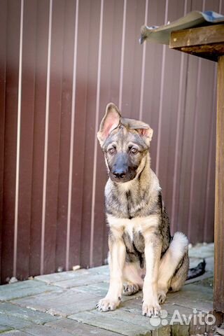 Щенок ищет дом Щенок ищет дом