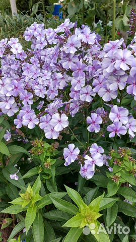 Флоксы сортовые