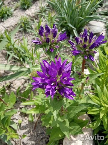 Колокольчик скученный