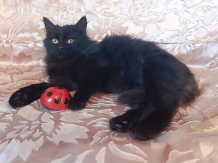Черный котенок мальчик 4мес. Марик