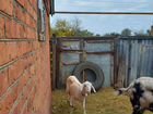 Заано-нубийская коза