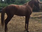 Донская лошадь возраст год и девять пол жеребец сп объявление продам