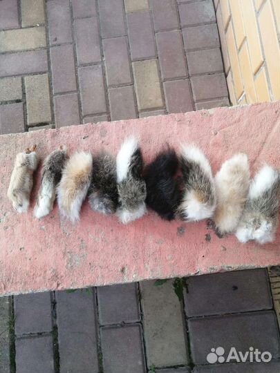 Кроличьи хвостики