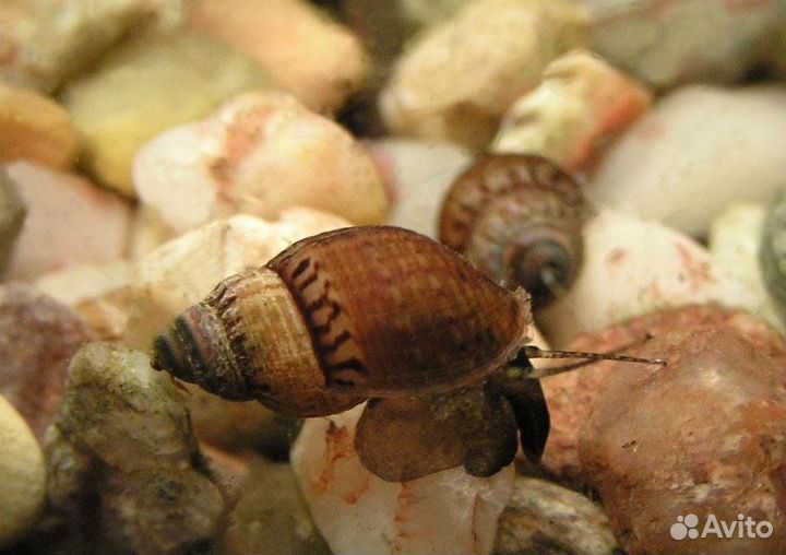 Улитки катушки и мелании